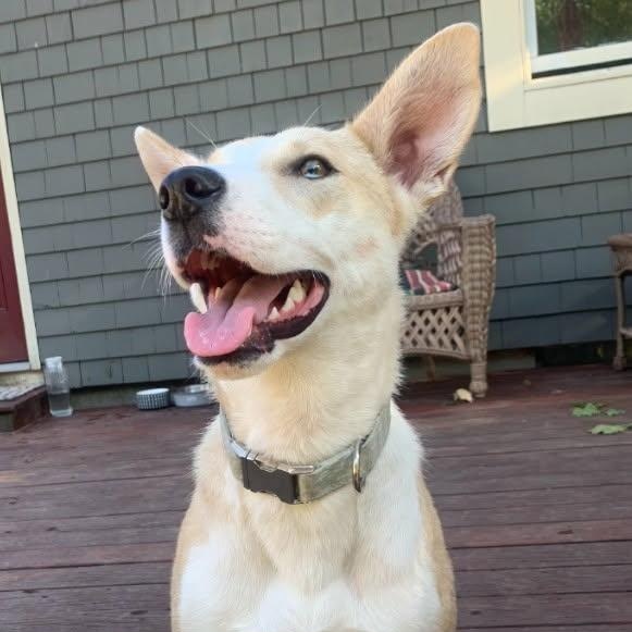 Lola, adopted, Young Female Mixed Breed & Husky.