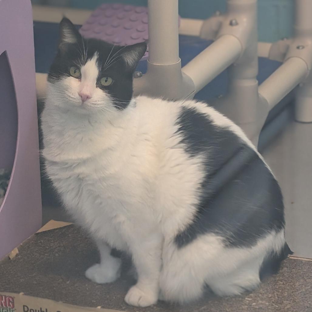 Penelope, a Adoptable Domestic Medium Hair in Evansville, IN image 3/6