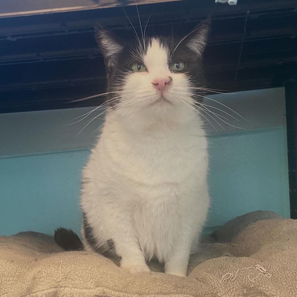 Penelope, a Adoptable Domestic Medium Hair in Evansville, IN image 6/6