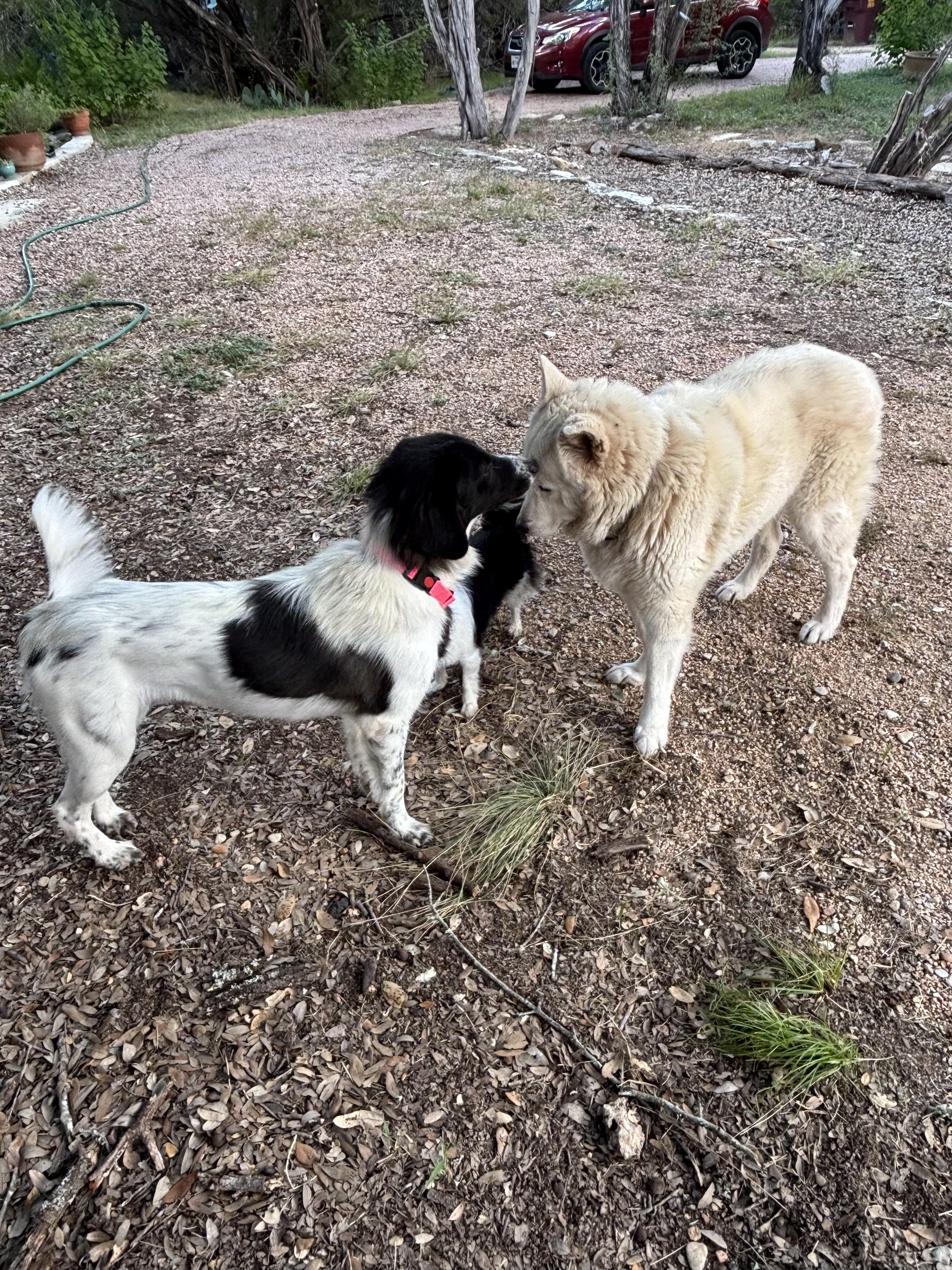 Enlarge Tonka, a Adoptable mixed breed in Dale, TX image 5/5