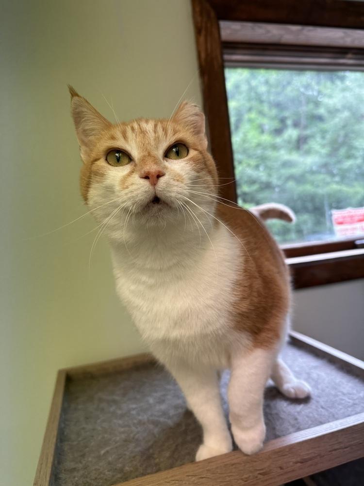 Candy, Adoptable, Adult Female Domestic Short Hair.
