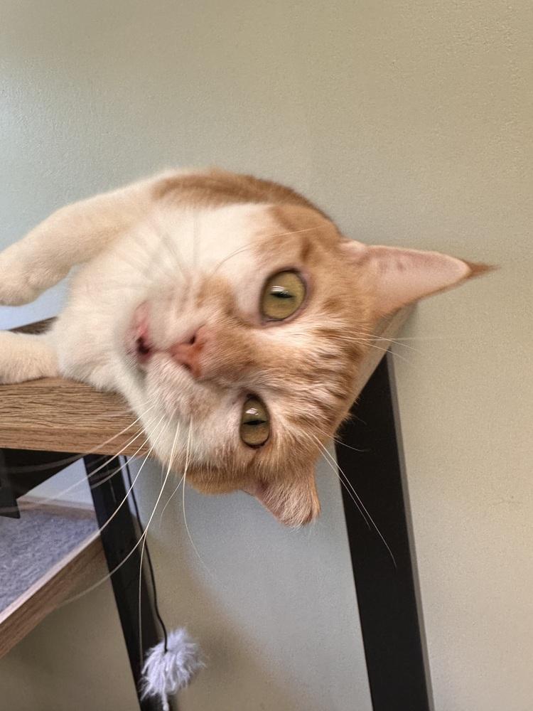 Candy, Adoptable, Adult Female Domestic Short Hair.