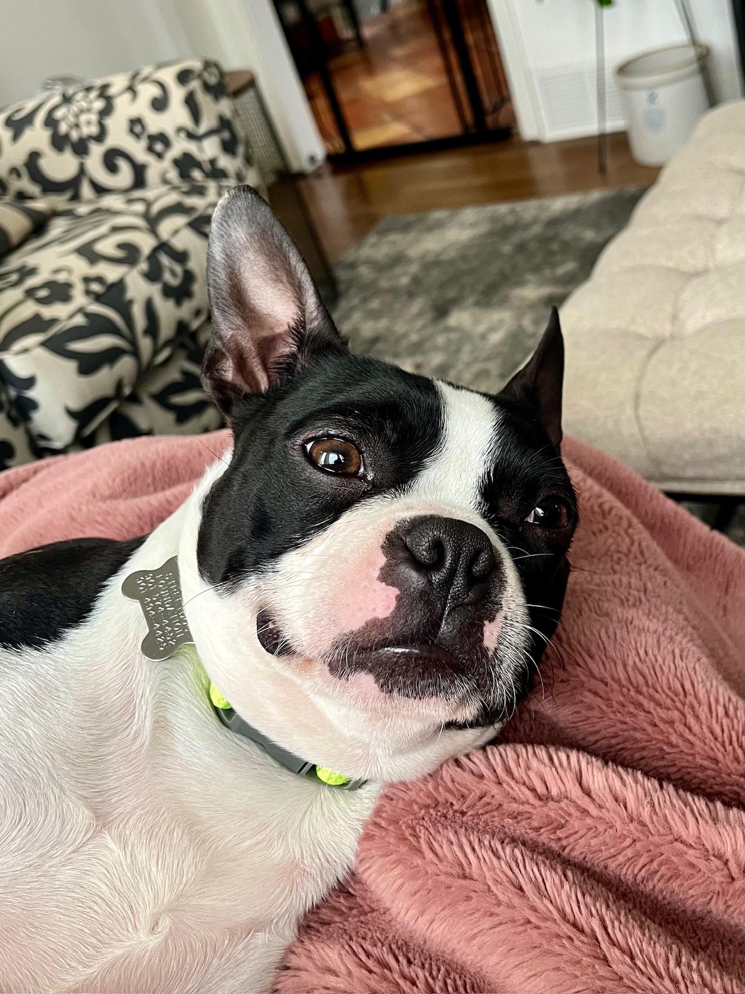 Maxey, a ADOPTABLE Boston Terrier in Memphis, TN image 5/6