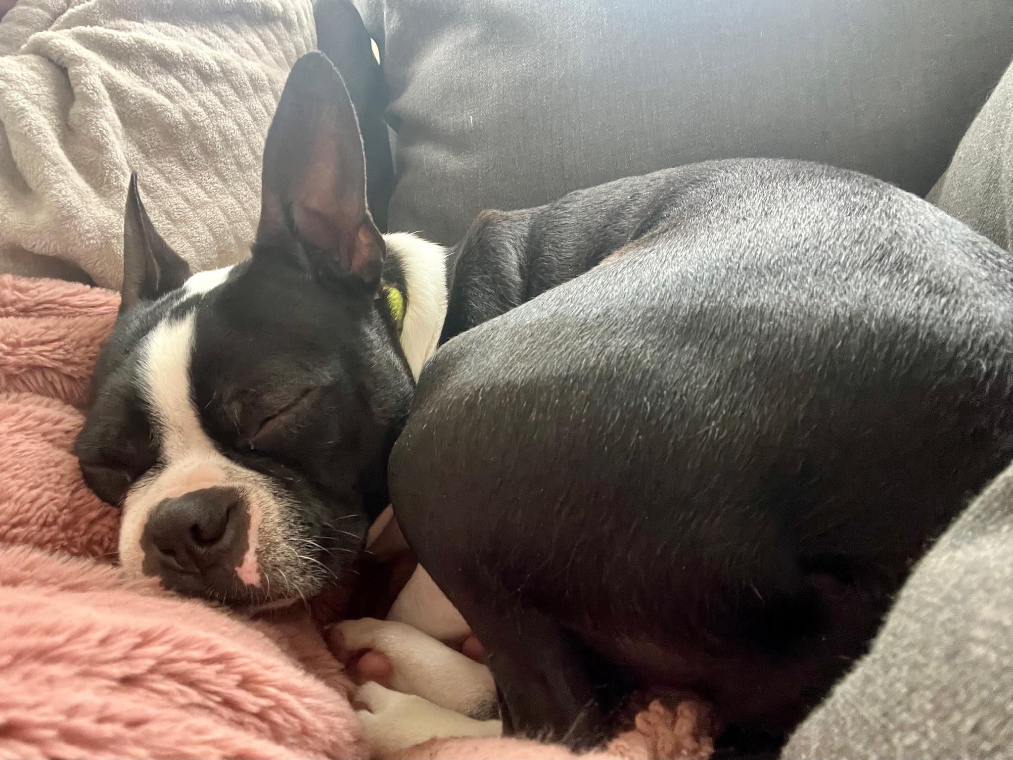 Maxey, a ADOPTABLE Boston Terrier in Memphis, TN image 6/6