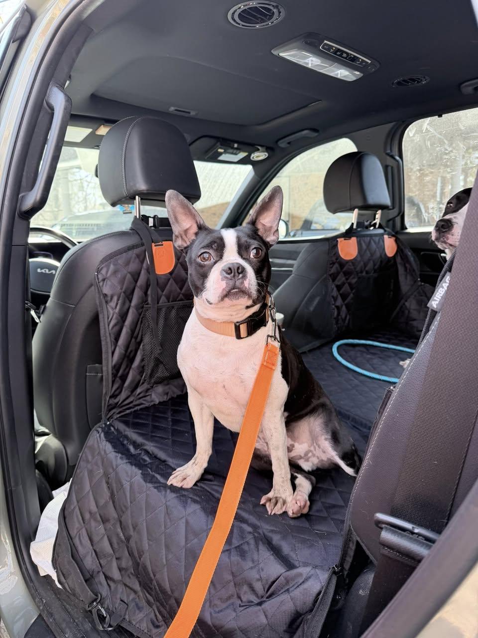 Maxey, a ADOPTABLE Boston Terrier in Memphis, TN image 2/6