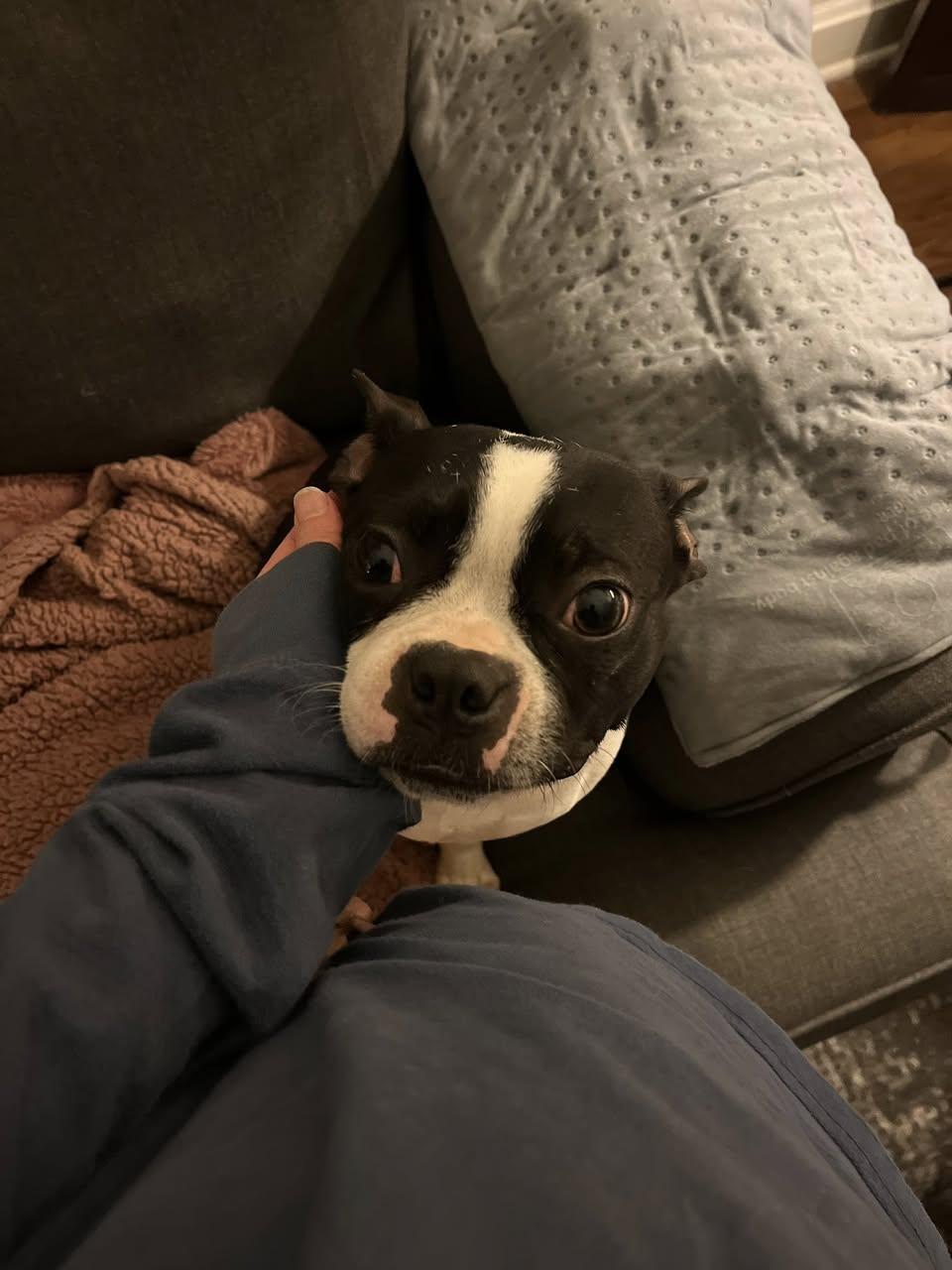 Maxey, a ADOPTABLE Boston Terrier in Memphis, TN image 3/6
