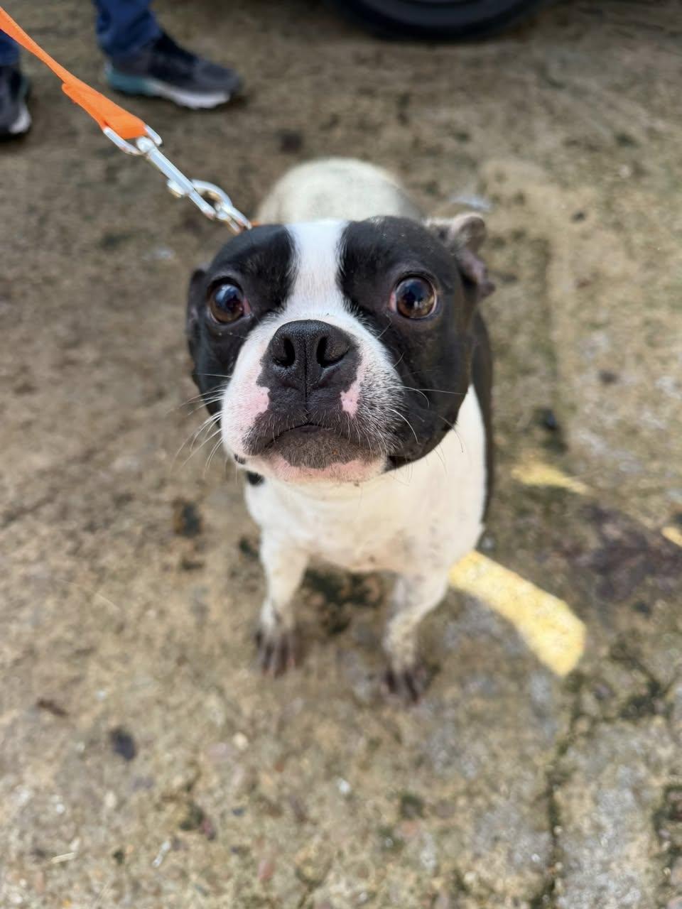 Maxey, ADOPTABLE, Adult Male Boston Terrier.