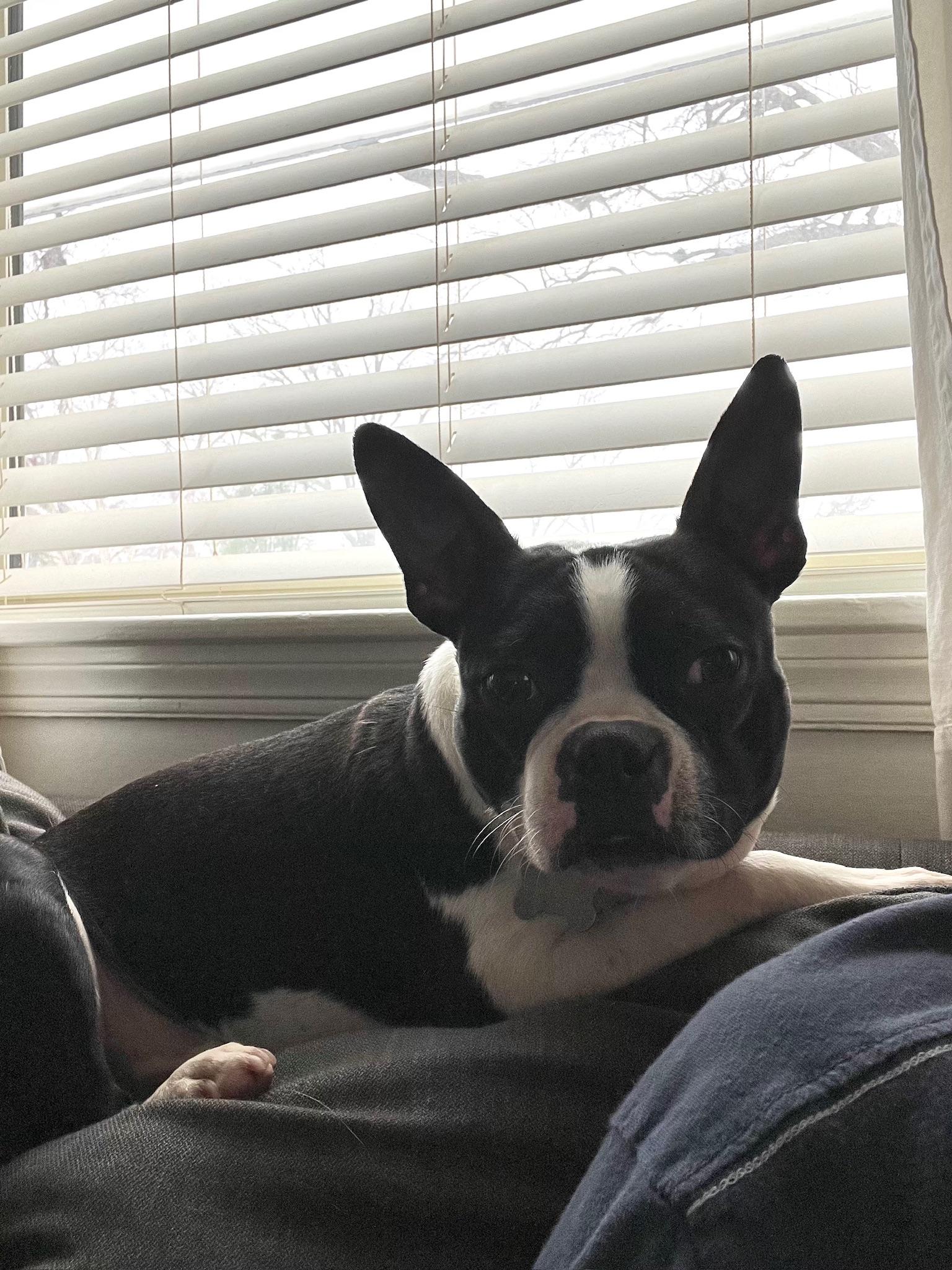 Maxey, a ADOPTABLE Boston Terrier in Memphis, TN image 4/6