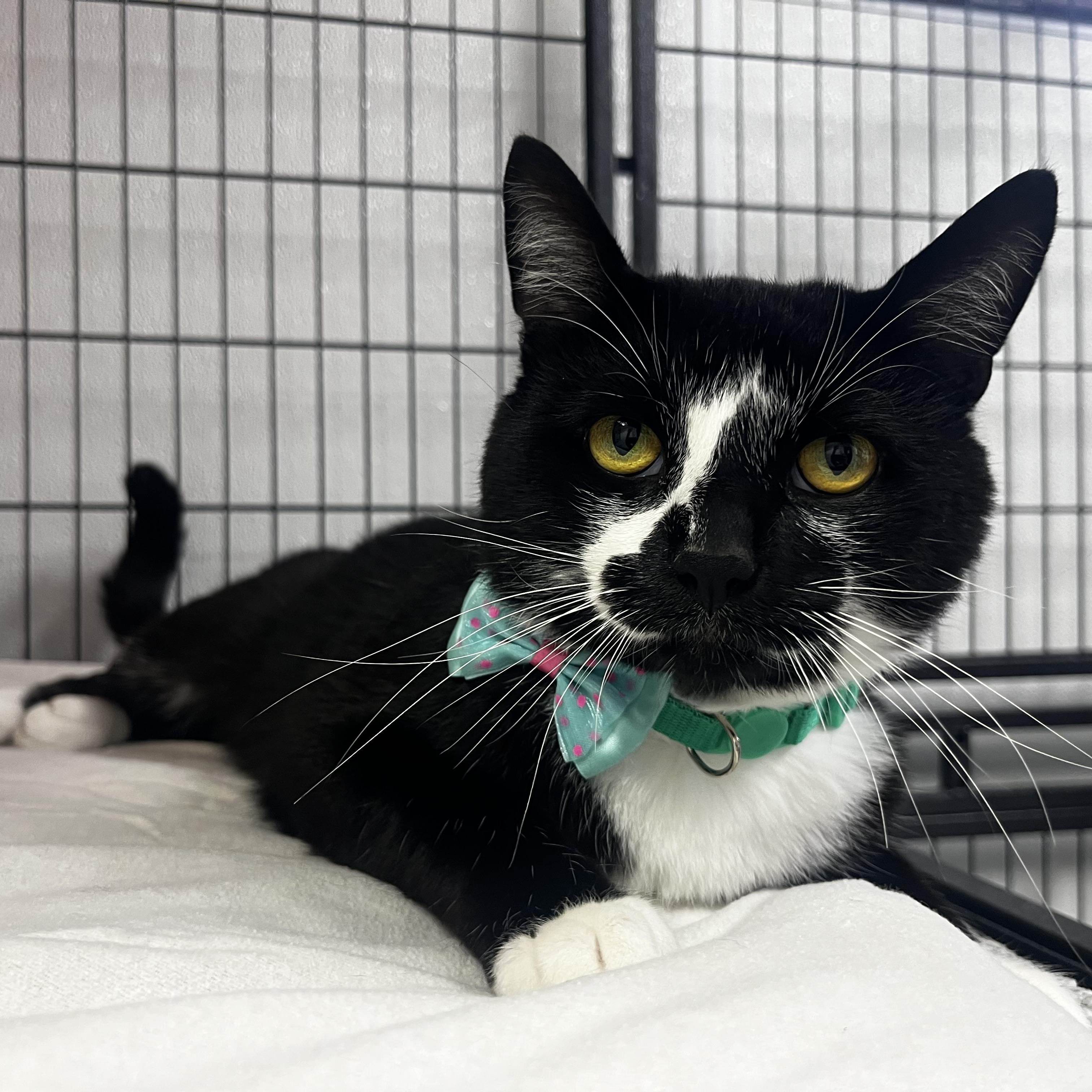 Enlarge Simon, a Adoptable Domestic Short Hair in Grosse Ile, MI image 2/4