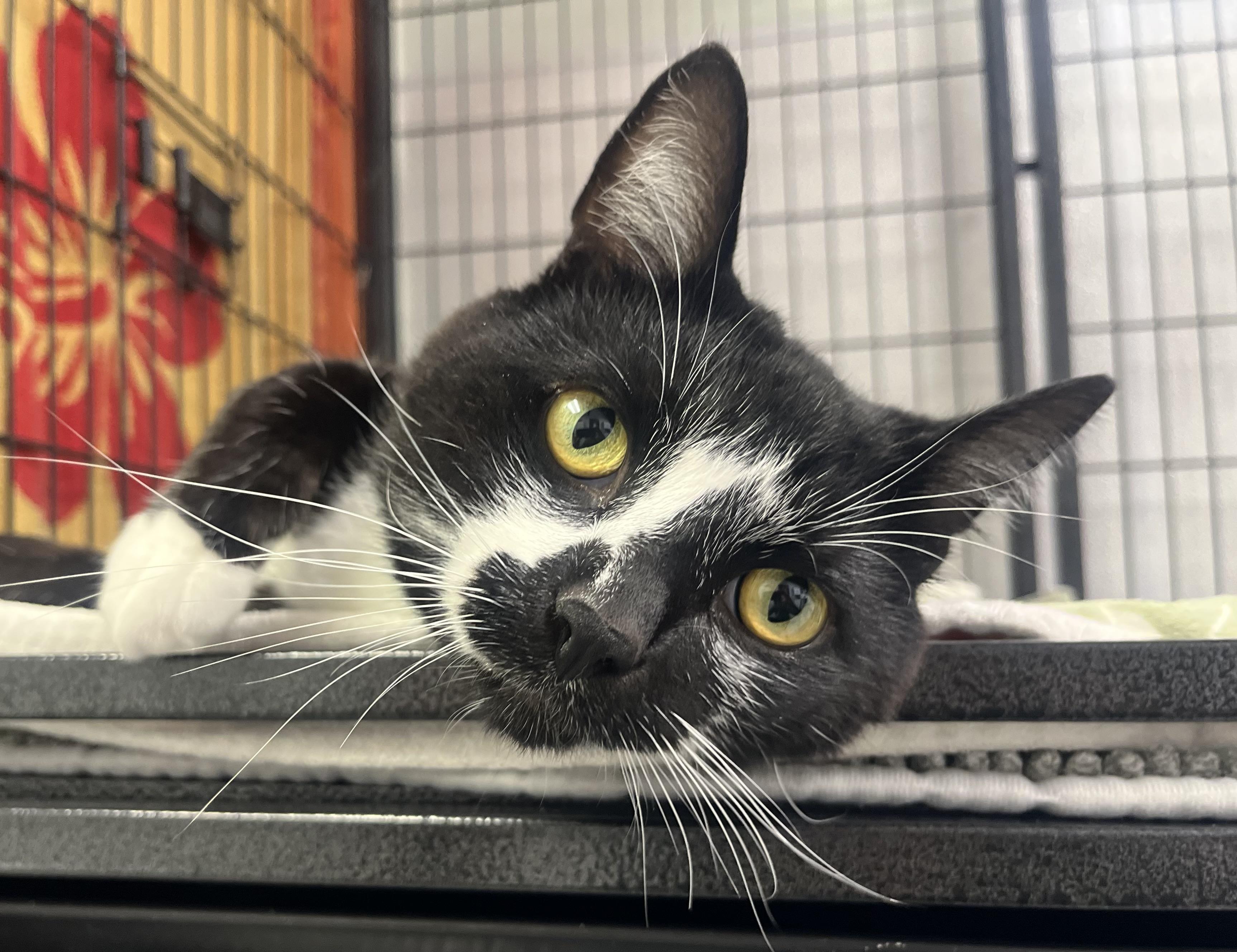 Enlarge Simon, a Adoptable Domestic Short Hair in Grosse Ile, MI image 1/4