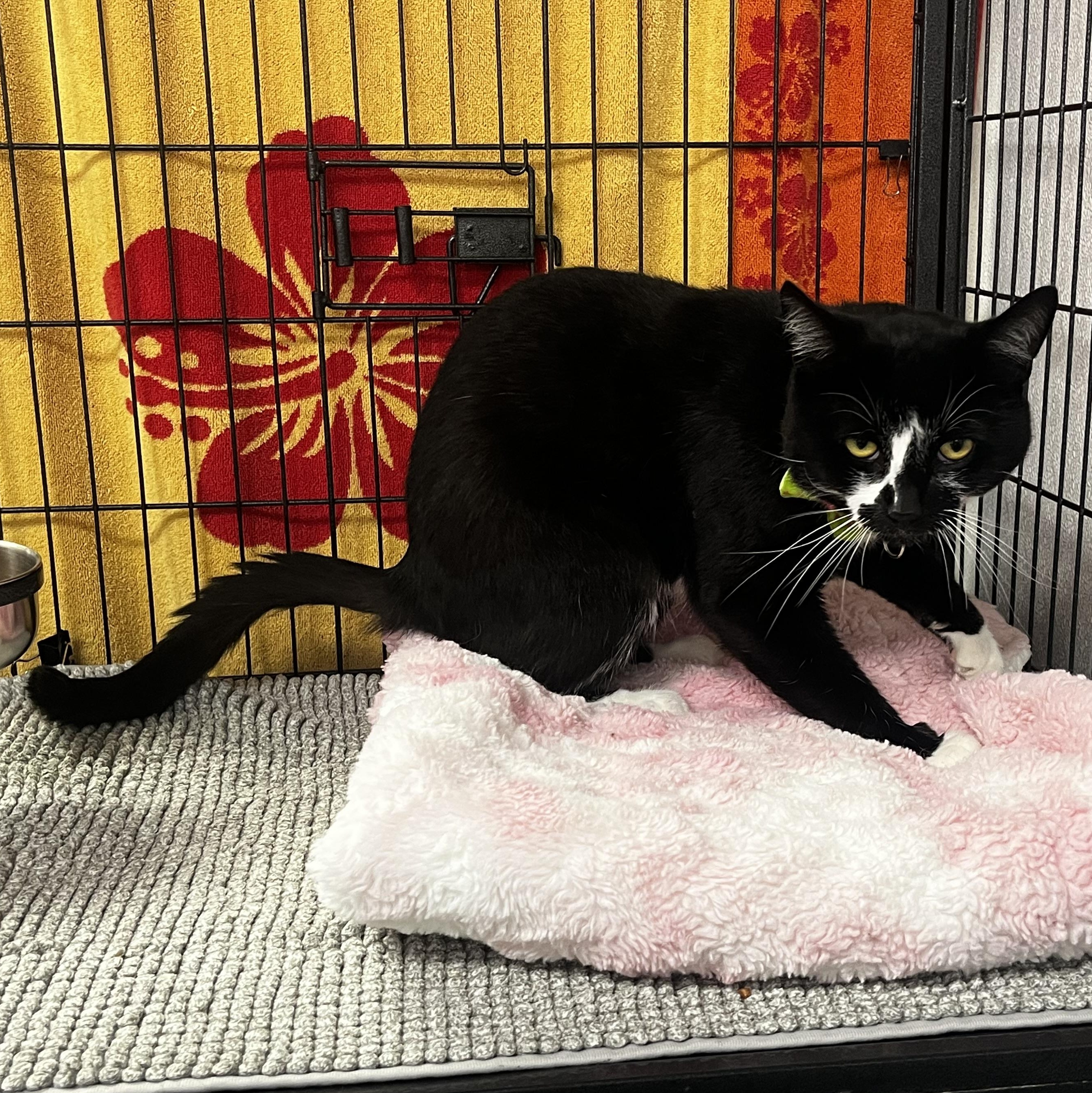 Enlarge Simon, a Adoptable Domestic Short Hair in Grosse Ile, MI image 4/4
