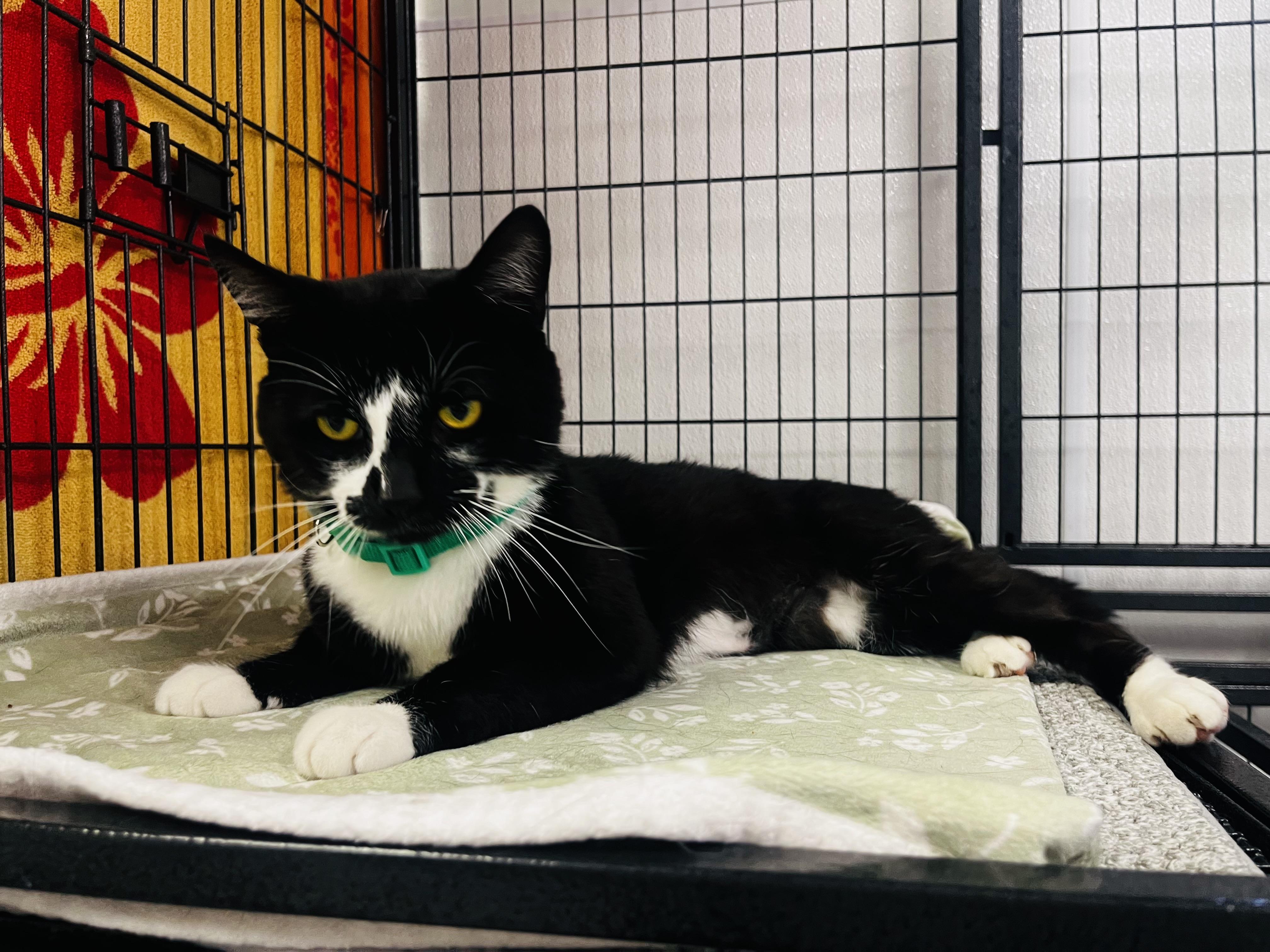 Enlarge Simon, a Adoptable Domestic Short Hair in Grosse Ile, MI image 3/4