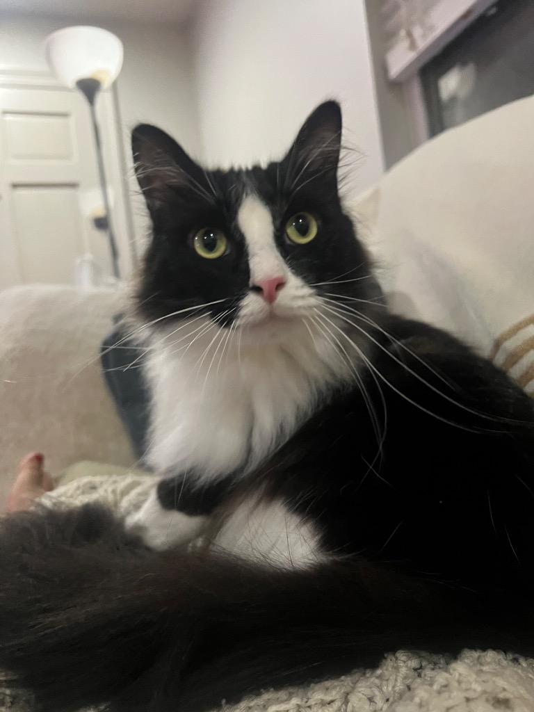 Monster Truck, Adoptable, Adult Male Domestic Long Hair.