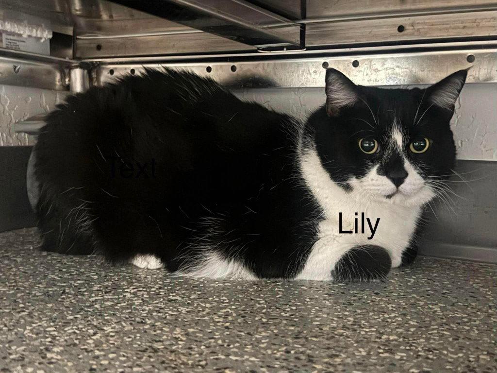Lily photo