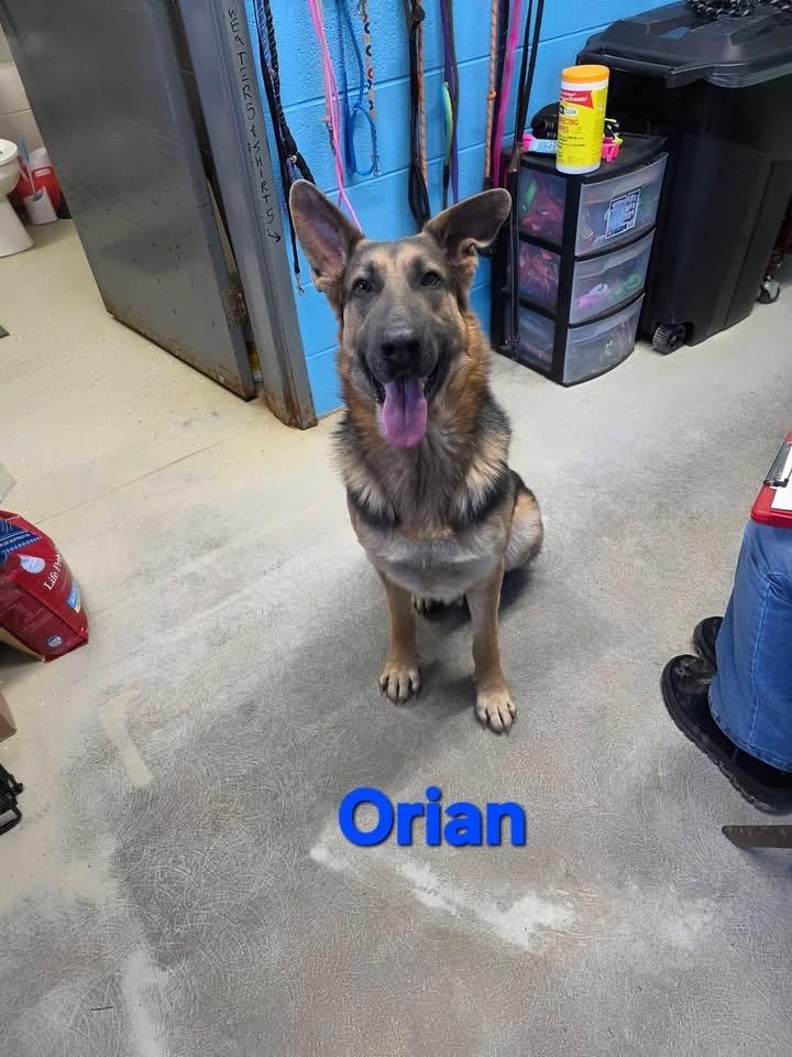 Orian, Adoptable, Young Male German Shepherd Dog.
