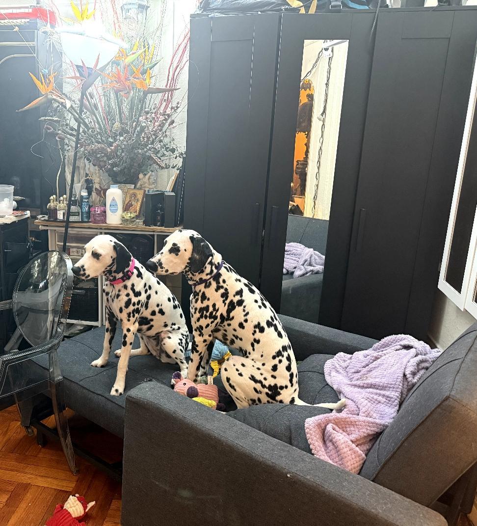 Enlarge Helana-ADOPTION PENDING, a ADOPTABLE Dalmatian in New York, NY image 1/4