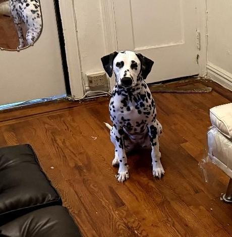Enlarge Helana-ADOPTION PENDING, a ADOPTABLE Dalmatian in New York, NY image 2/4
