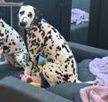 Enlarge Helana-ADOPTION PENDING, a ADOPTABLE Dalmatian in New York, NY image 3/4