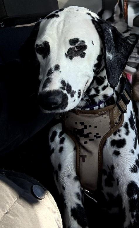Enlarge Helana-ADOPTION PENDING, a ADOPTABLE Dalmatian in New York, NY image 4/4
