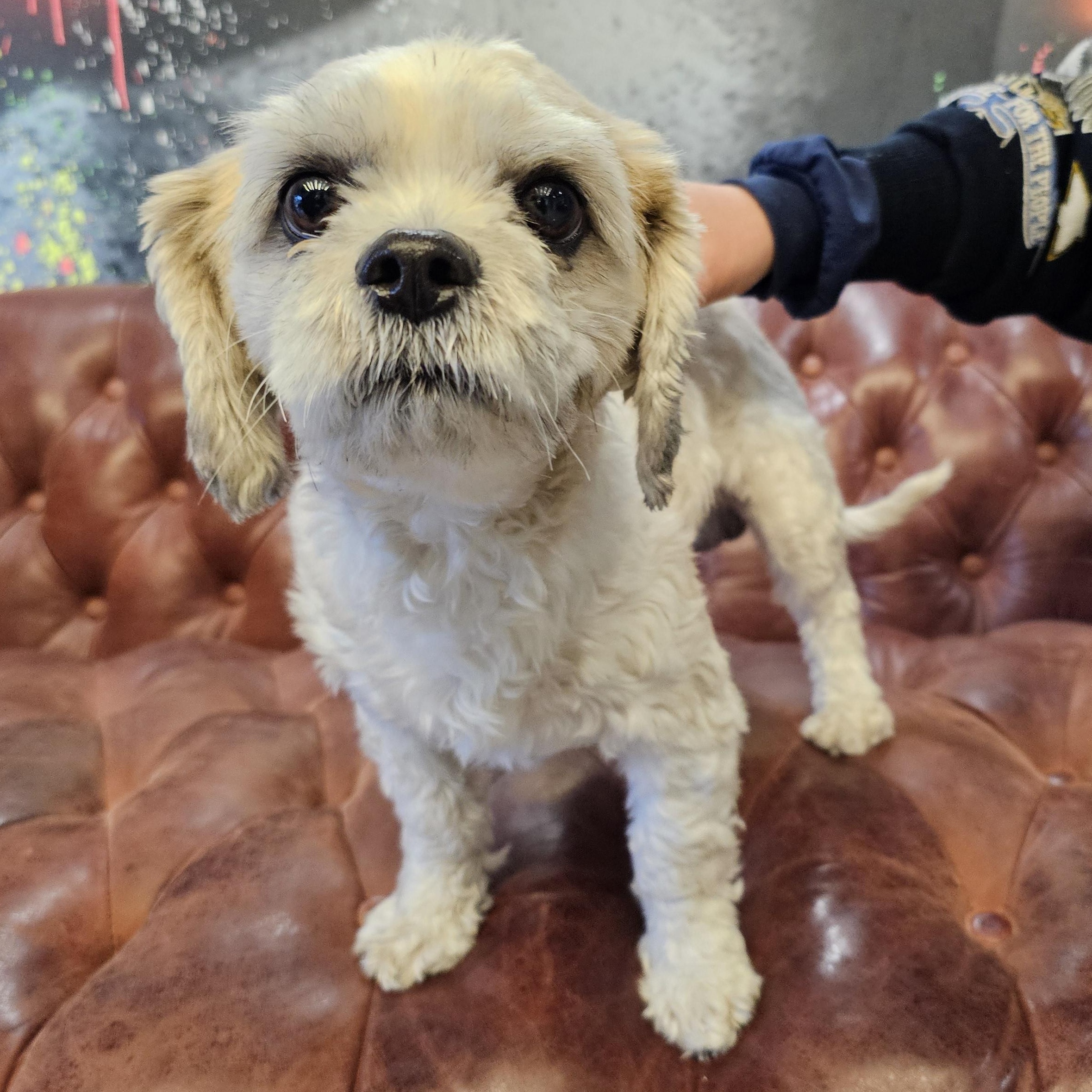 Pibble, adopted, Senior Male Mixed Breed.