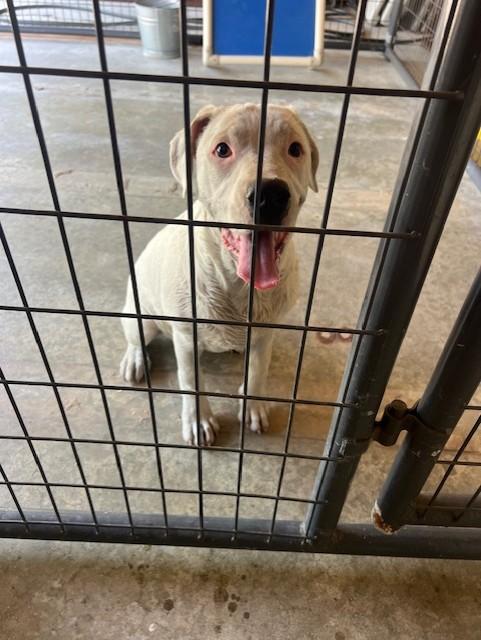 Enlarge Aerial32875, a ADOPTABLE mixed breed in Rocky Mount, NC image 1/3