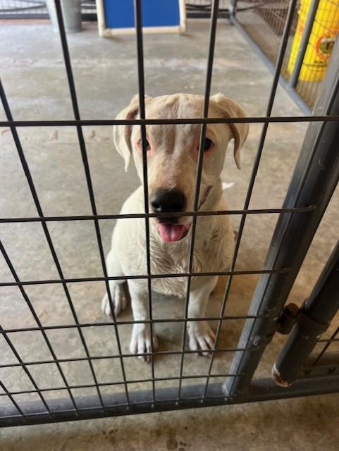 Enlarge Aerial32875, a ADOPTABLE mixed breed in Rocky Mount, NC image 2/3