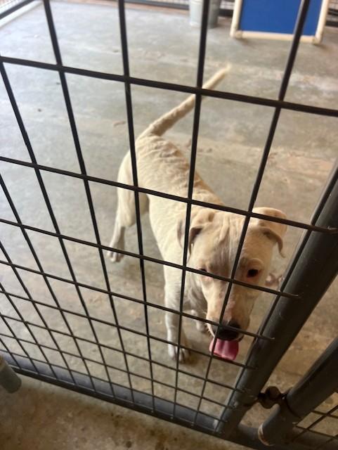 Enlarge Aerial32875, a ADOPTABLE mixed breed in Rocky Mount, NC image 3/3