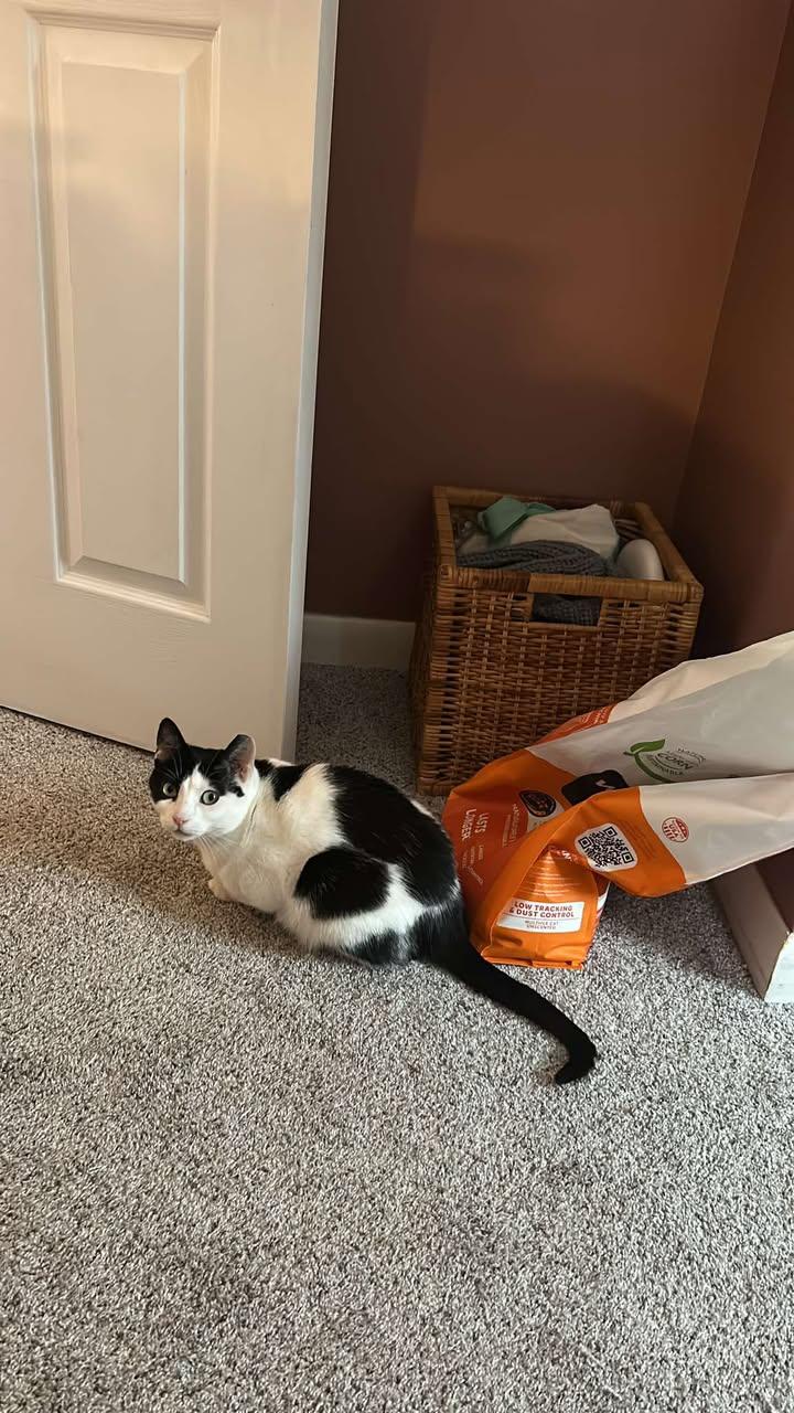 Enlarge Frankie, a ADOPTABLE Domestic Short Hair in West Milford, NJ image 6/6