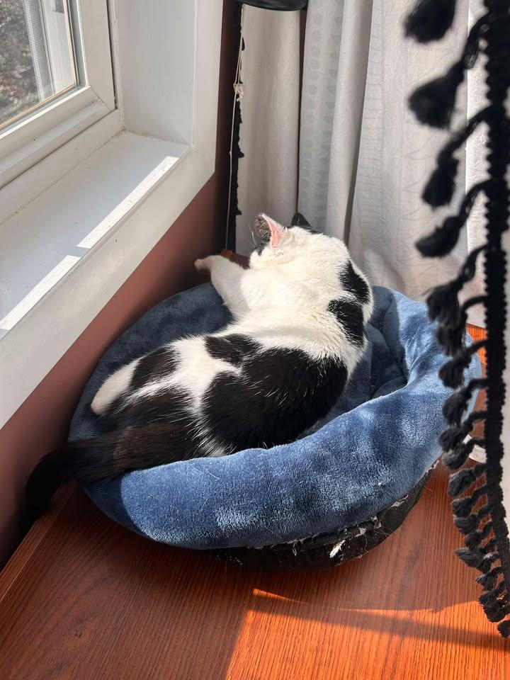 Enlarge Frankie, a ADOPTABLE Domestic Short Hair in West Milford, NJ image 5/6