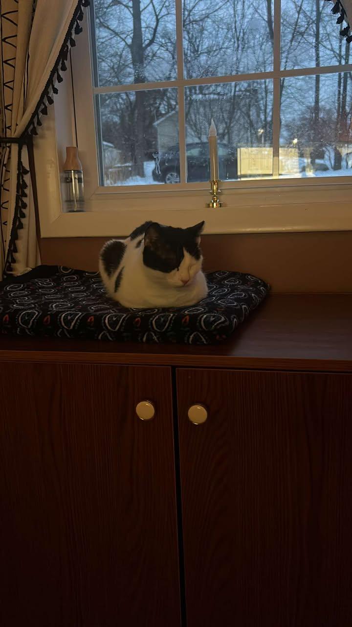 Enlarge Frankie, a ADOPTABLE Domestic Short Hair in West Milford, NJ image 4/6