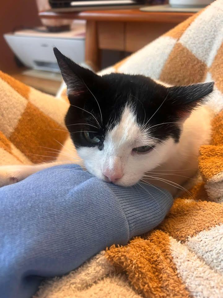Enlarge Frankie, a ADOPTABLE Domestic Short Hair in West Milford, NJ image 2/6