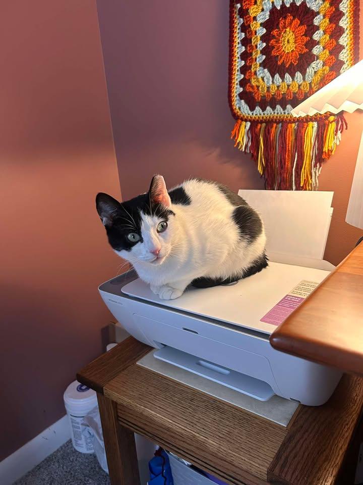 Enlarge Frankie, a ADOPTABLE Domestic Short Hair in West Milford, NJ image 3/6