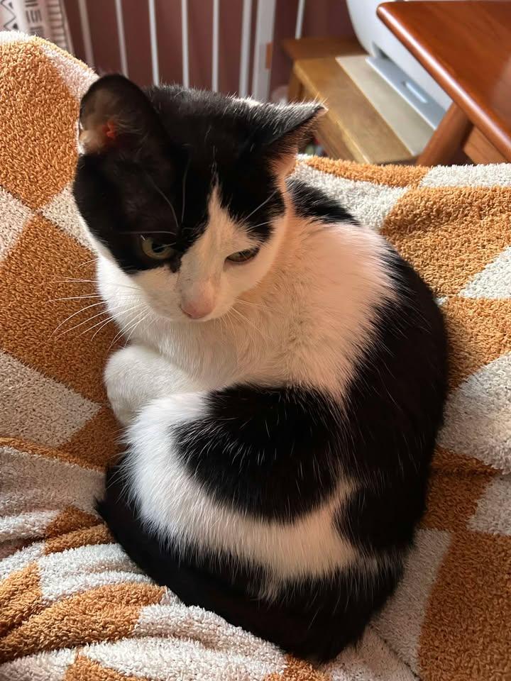 Frankie, ADOPTABLE, Young Female Domestic Short Hair.