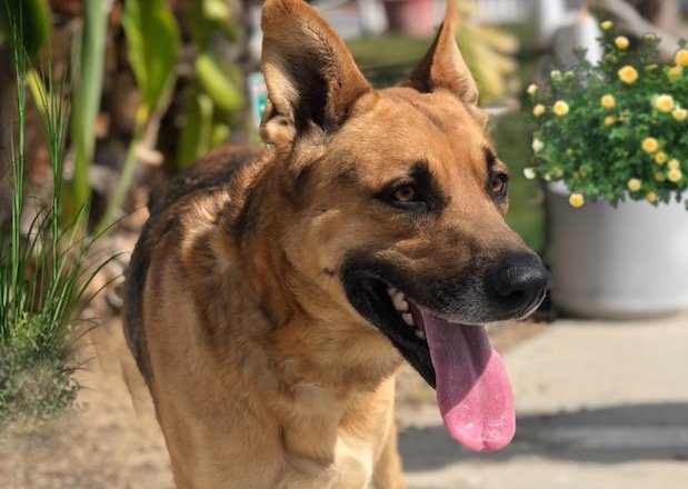 Cosmo, a Adoptable German Shepherd Dog in Newport Beach, CA image 1/2