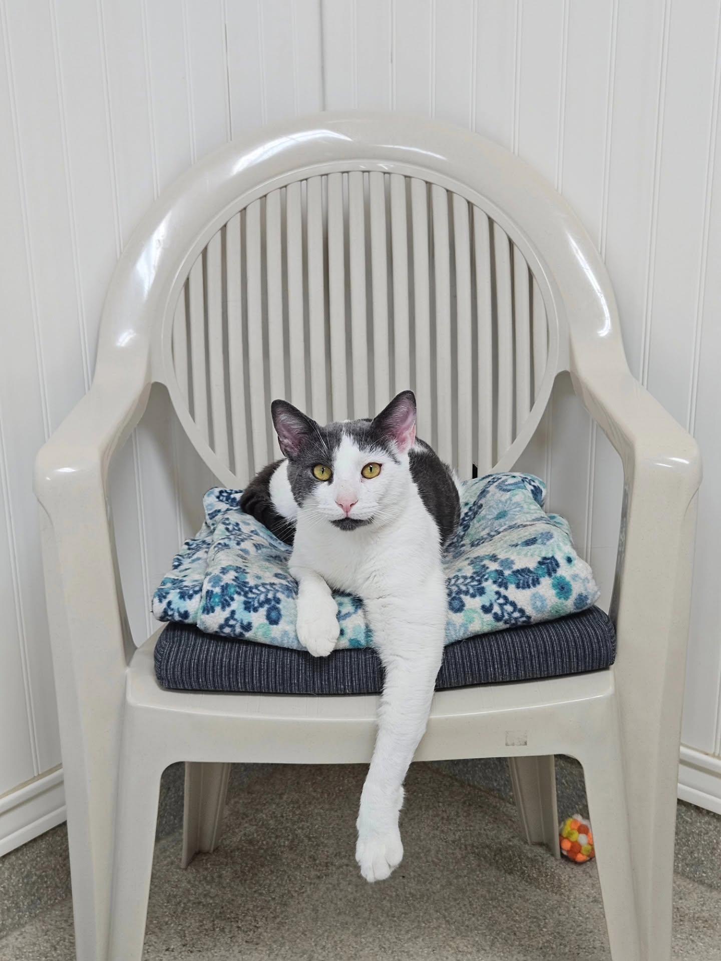 Soto, a ADOPTABLE Domestic Short Hair in Westbrook, CT image 4/4