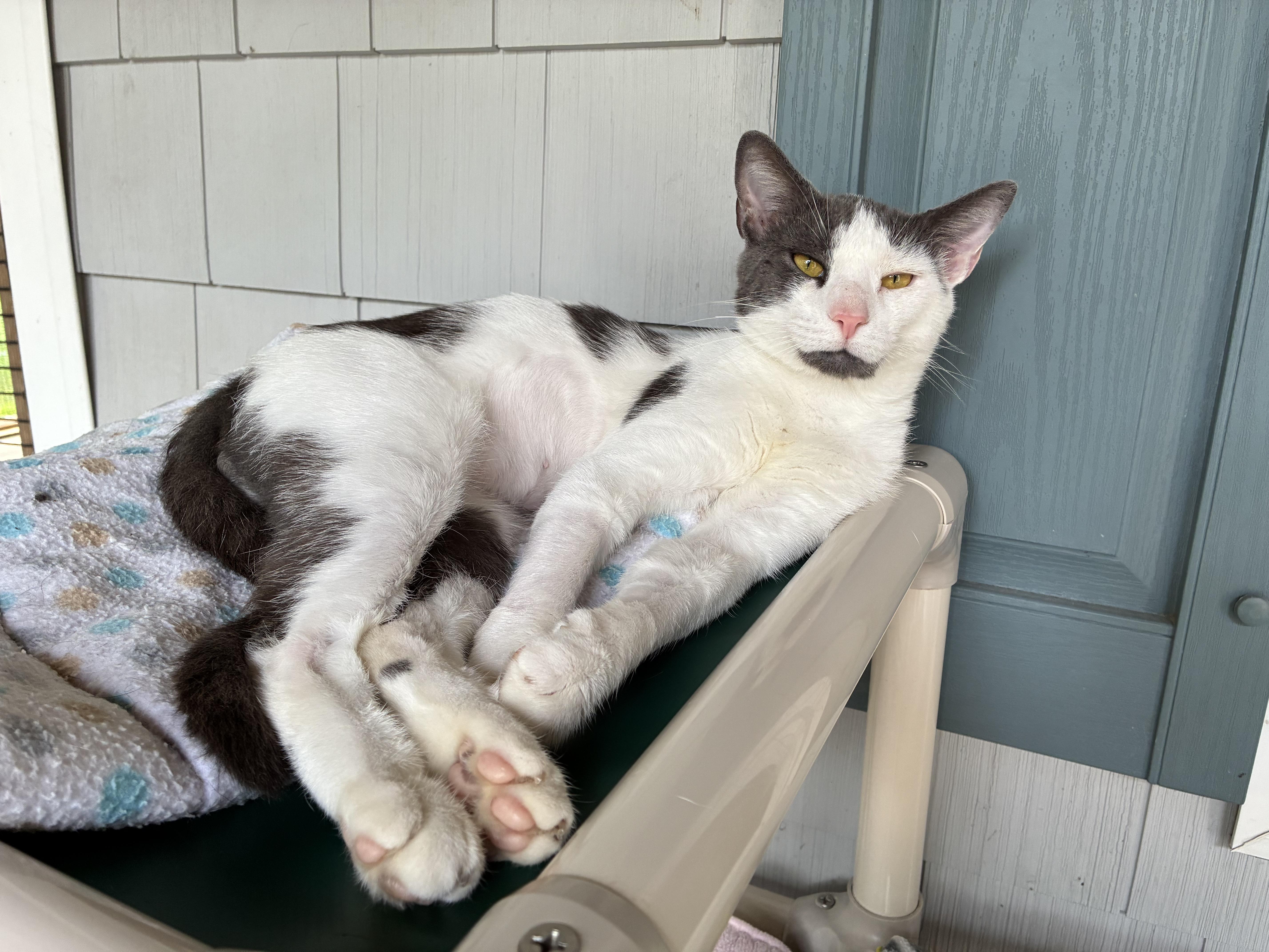 Soto, a ADOPTABLE Domestic Short Hair in Westbrook, CT image 2/4