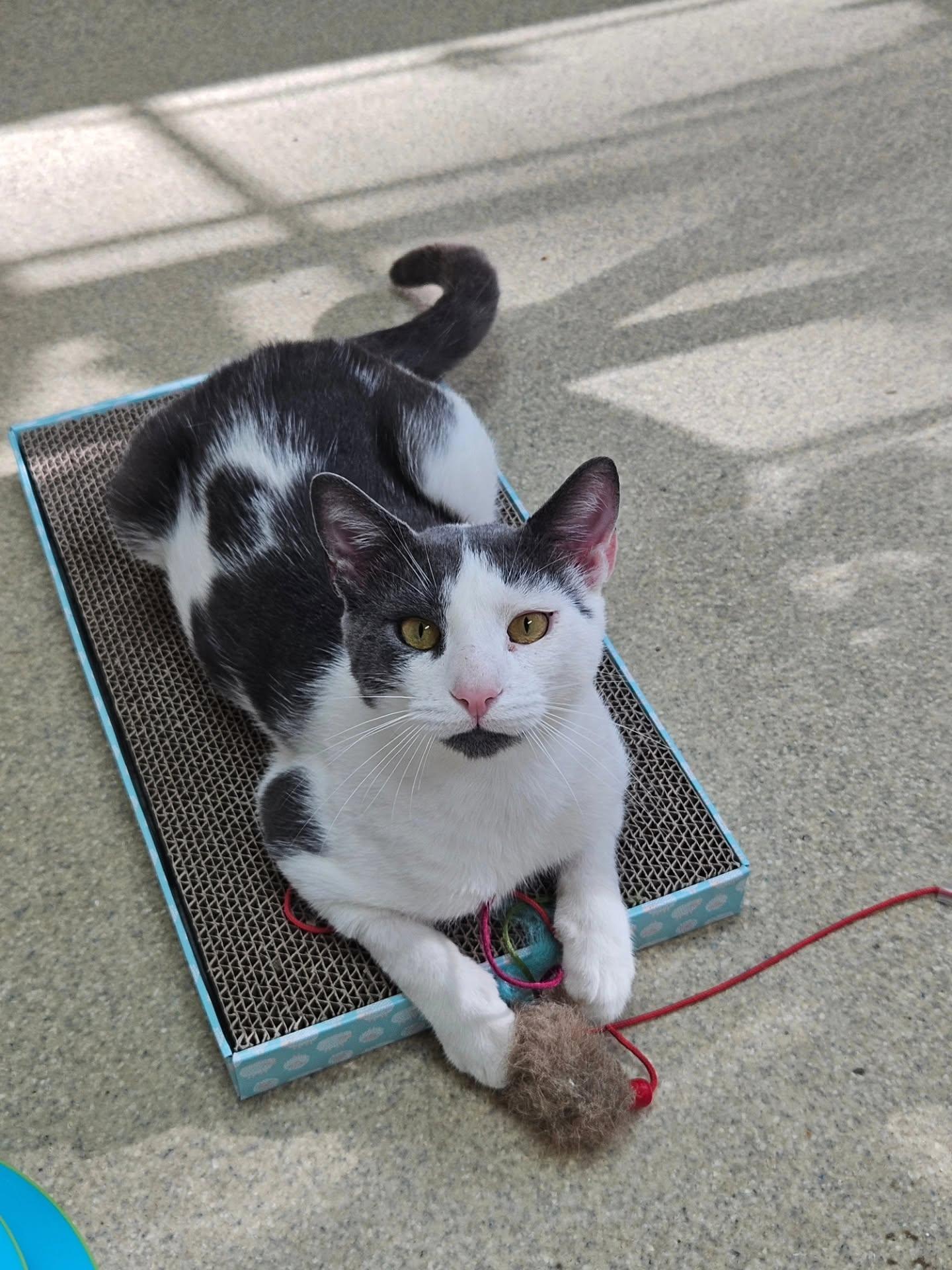 Soto, ADOPTABLE, Young Male Domestic Short Hair.