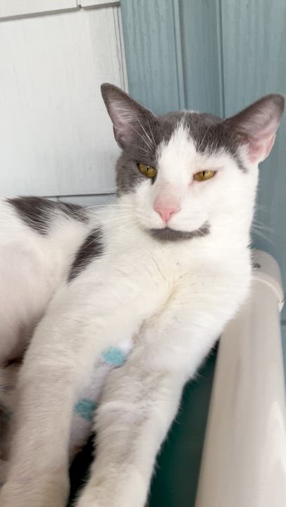 Enlarge Soto, a ADOPTABLE Domestic Short Hair in Westbrook, CT video 3/4