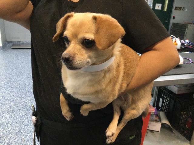 Enlarge SAILIE, a Adoptable Chihuahua in Thousand Palms, CA image 1/1