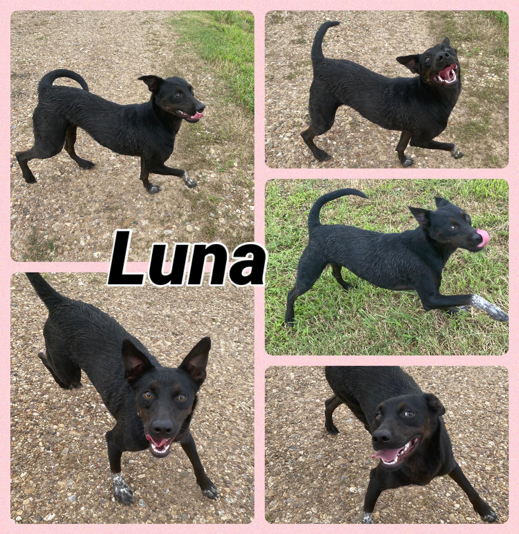 Luna, Young Female unknown