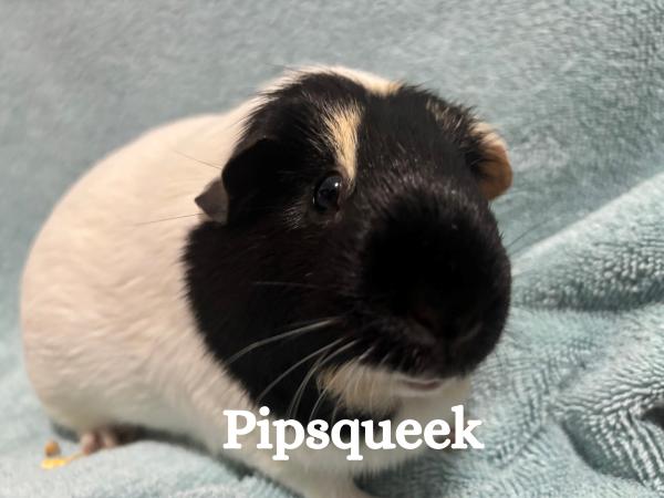 Lilac & Pipsqueek, Adoptable, Adult Female Guinea Pig.