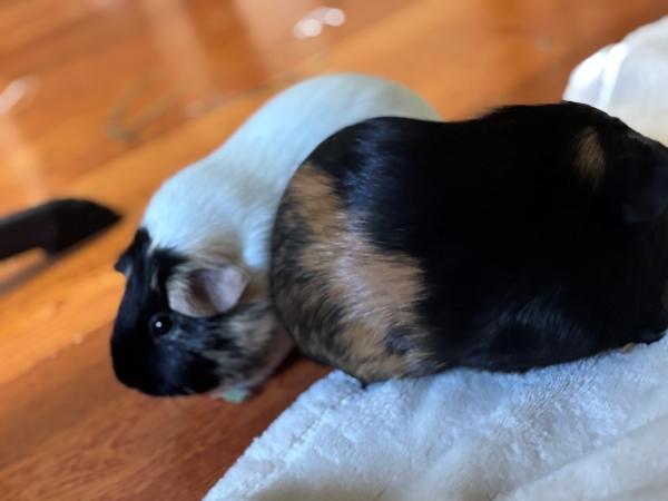 Lilac & Pipsqueek, a Adoptable Guinea Pig in Merrimack, NH image 2/3