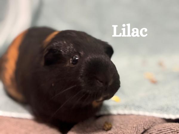 Lilac & Pipsqueek, a Adoptable Guinea Pig in Merrimack, NH image 3/3