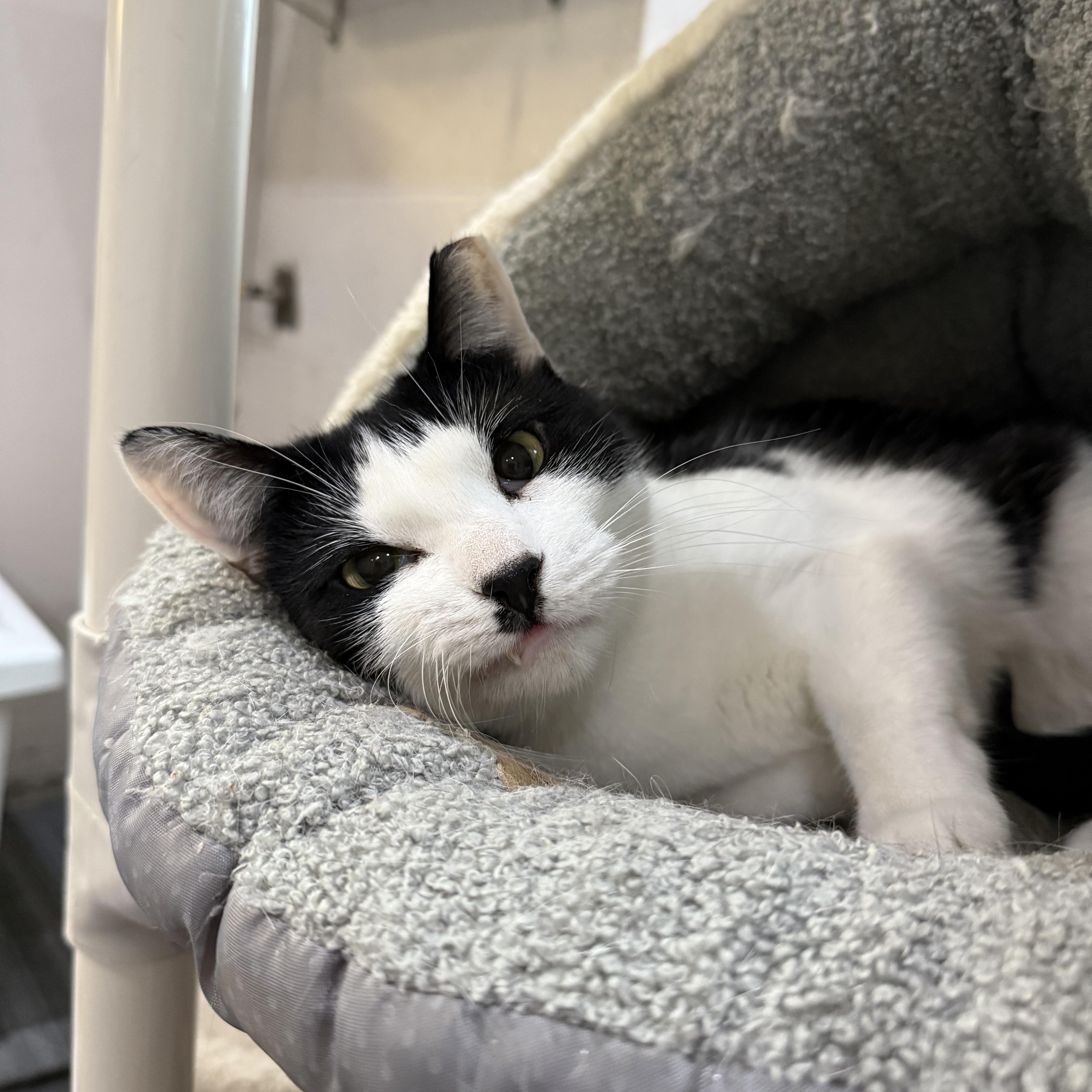 Bitsy, Adult Female Domestic Short Hair
