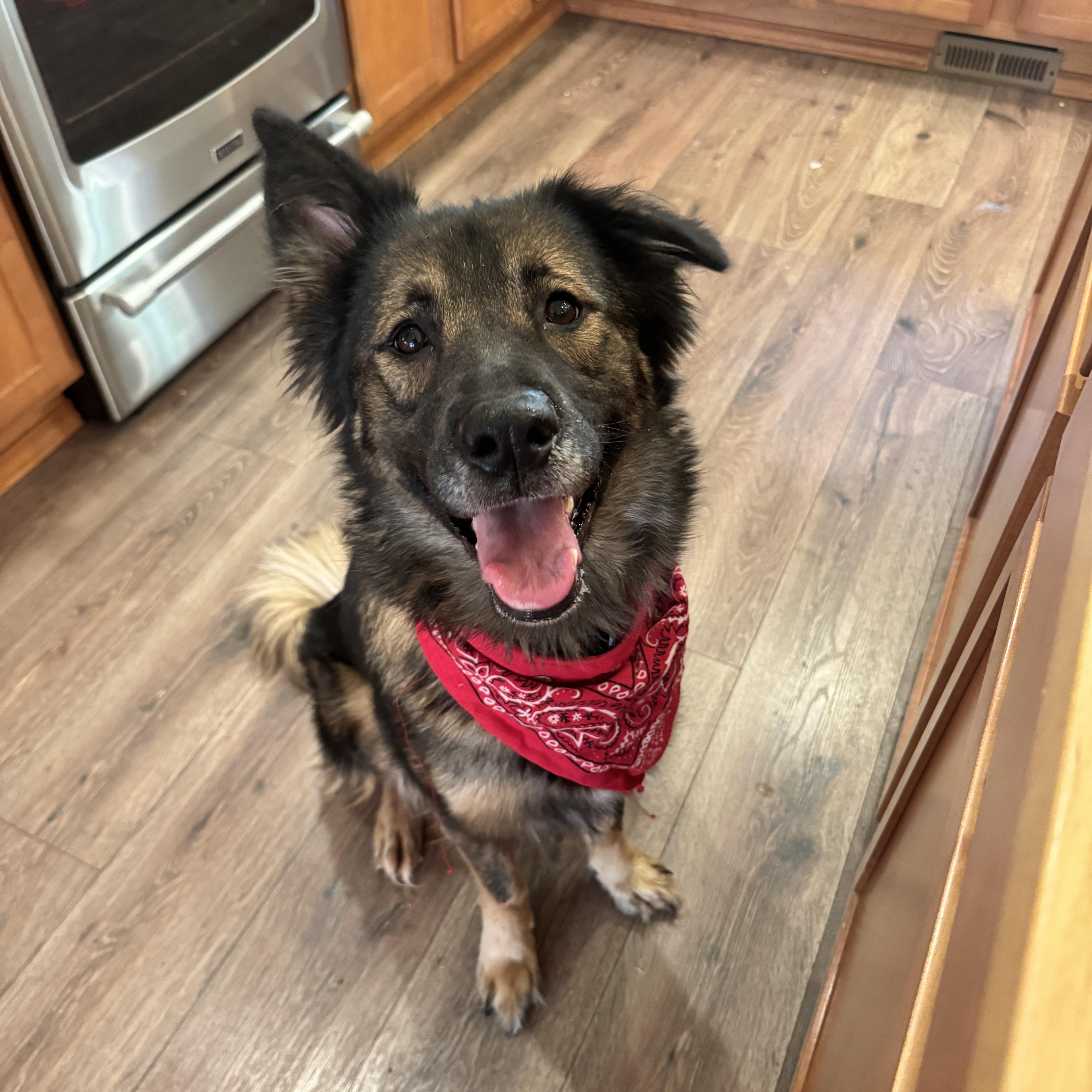 Gemma, a Adoptable mixed breed in Port Angeles, WA image 2/5