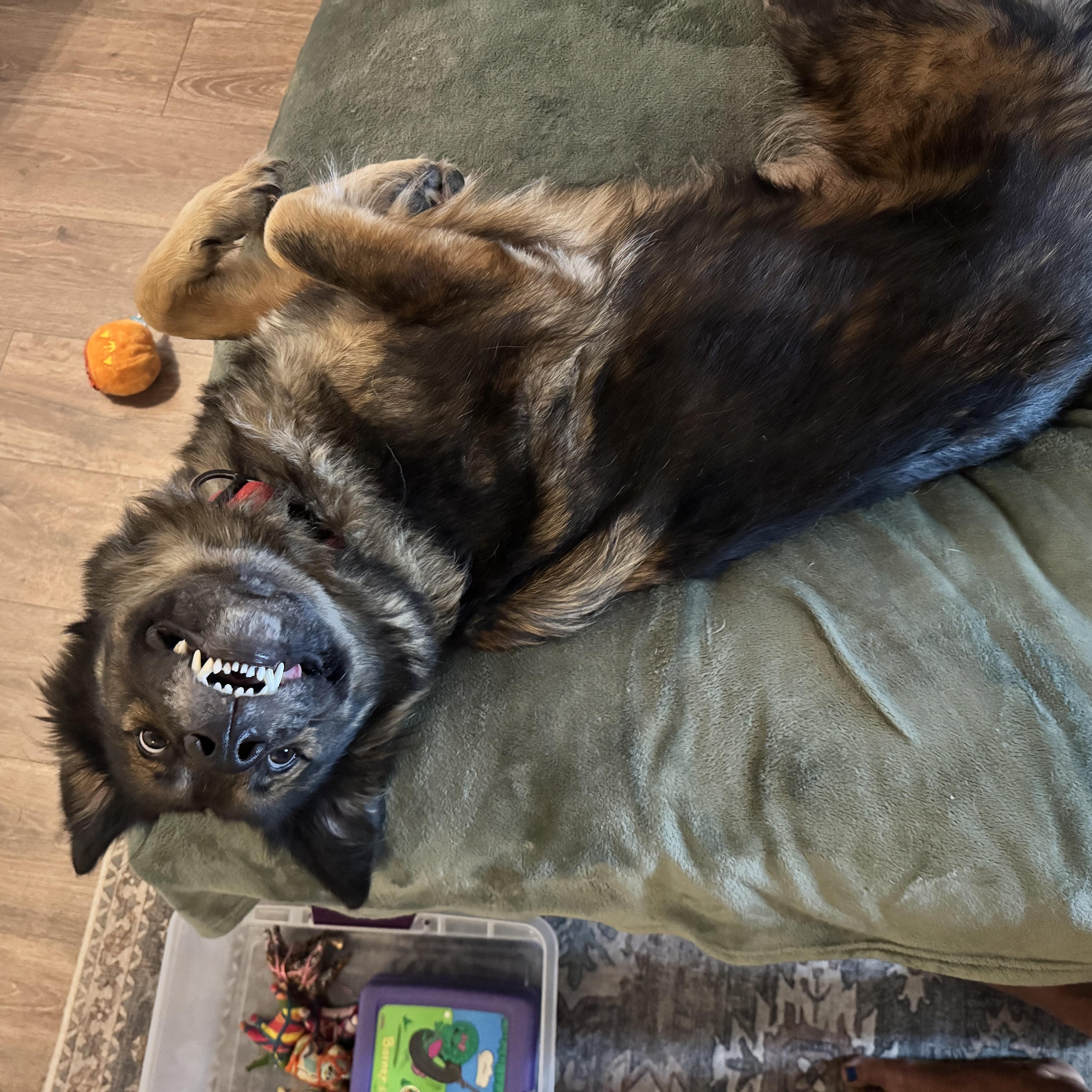 Gemma, a Adoptable mixed breed in Port Angeles, WA image 5/5