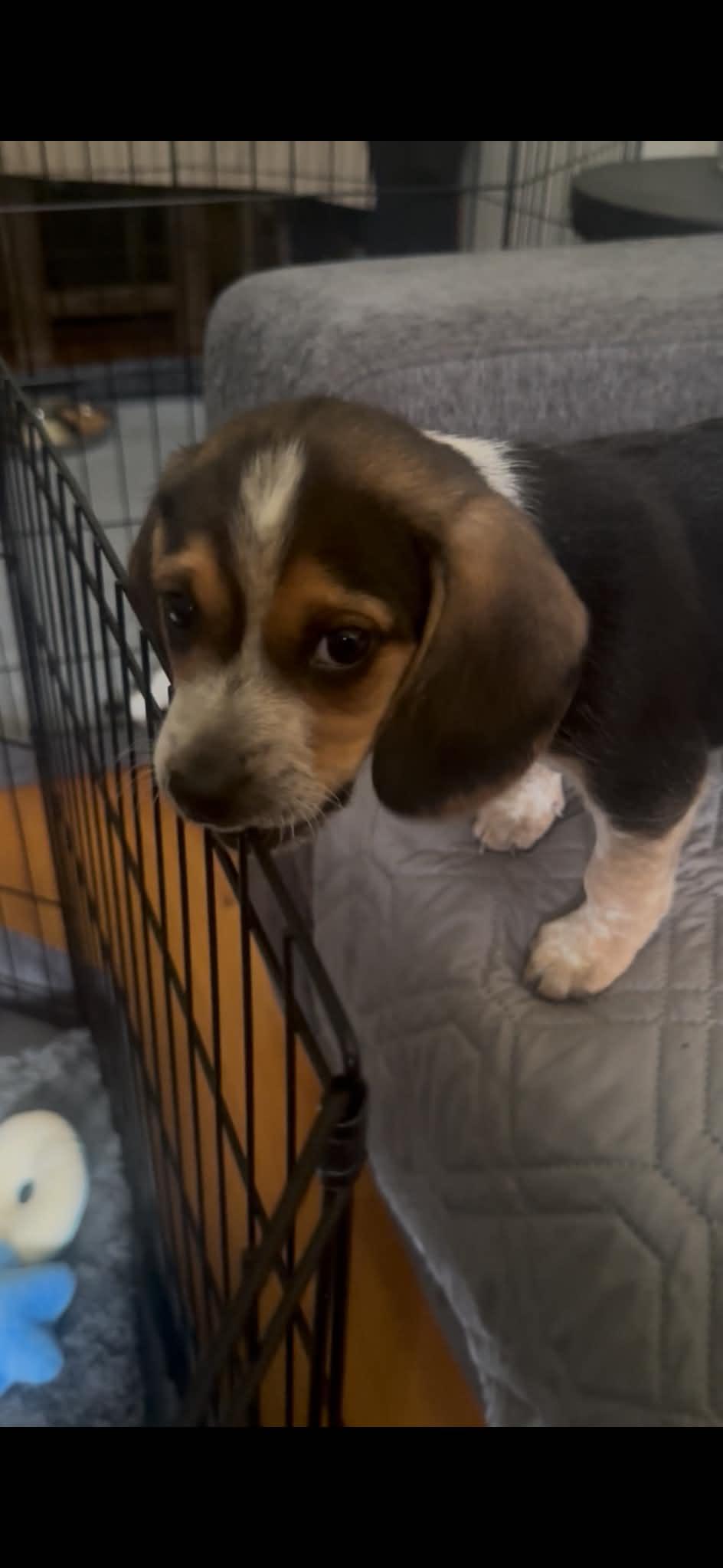 Enlarge Chance. ADOPTED, an adopted Beagle in Union Grove, WI image 2/6