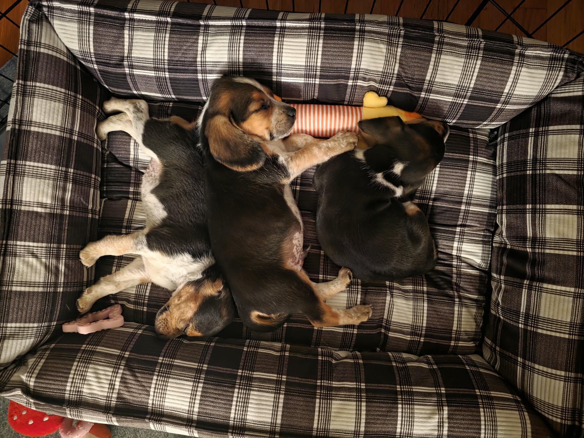 Enlarge Chance. ADOPTED, an adopted Beagle in Union Grove, WI image 3/6