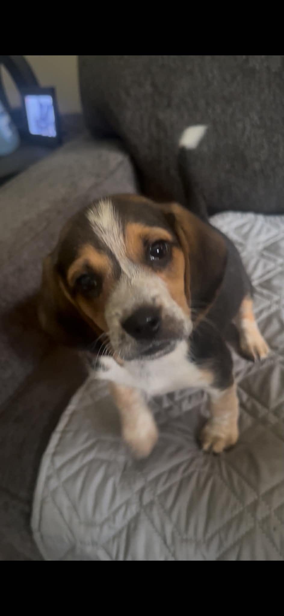 Enlarge Chance. ADOPTED, an adopted Beagle in Union Grove, WI image 4/6