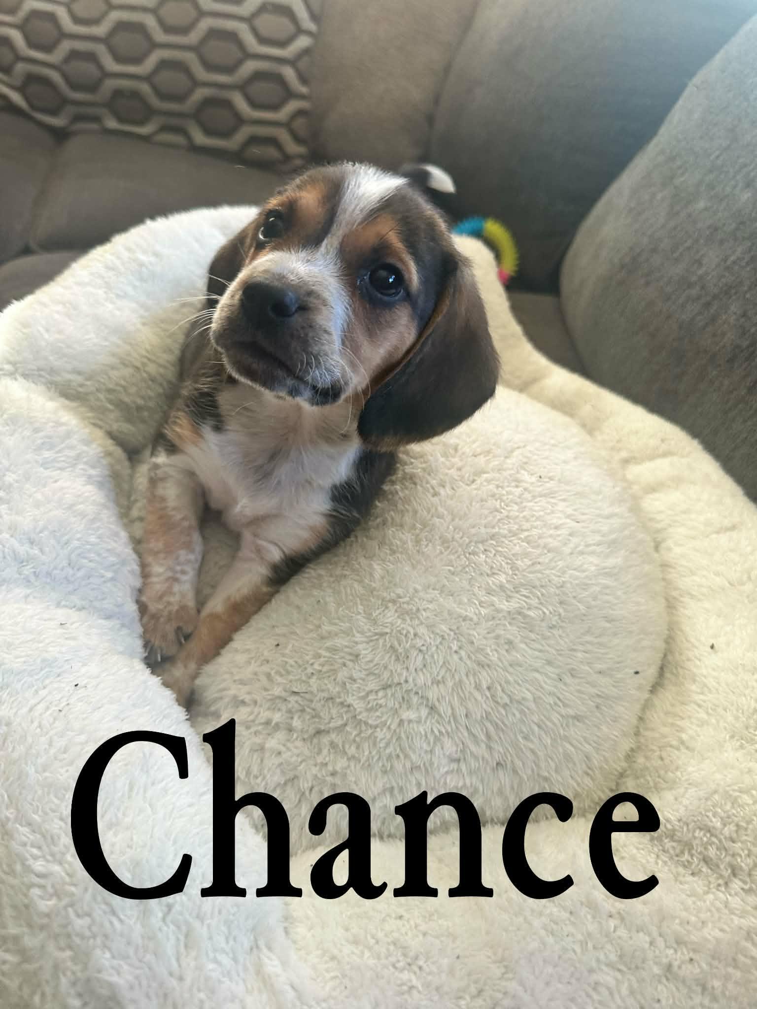 Chance. ADOPTED, adopted, Puppy Male Beagle.